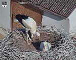 Capi_Dubne_20260713_074502.jpg