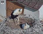 Capi_Dubne_20260713_075003.jpg