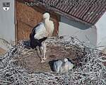Capi_Dubne_20260713_075503.jpg