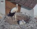 Capi_Dubne_20260713_080003.jpg
