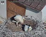 Capi_Dubne_20260713_080503.jpg