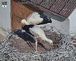 Capi_Dubne_20260713_081003.jpg