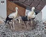 Capi_Dubne_20260713_082002.jpg