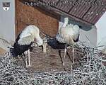 Capi_Dubne_20260713_082504.jpg