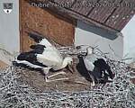 Capi_Dubne_20260713_084003.jpg
