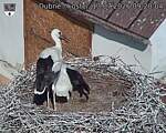 Capi_Dubne_20260713_092004.jpg