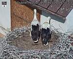 Capi_Dubne_20260713_095003.jpg