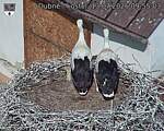 Capi_Dubne_20260713_095503.jpg
