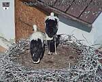 Capi_Dubne_20260713_100003.jpg