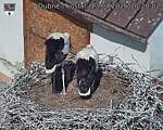 Capi_Dubne_20260713_102002.jpg