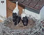 Capi_Dubne_20260713_102503.jpg