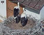 Capi_Dubne_20260713_103504.jpg