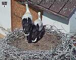 Capi_Dubne_20260713_105004.jpg