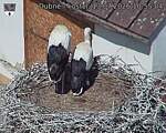 Capi_Dubne_20260713_105504.jpg
