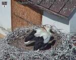 Capi_Dubne_20260713_110503.jpg