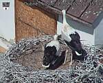 Capi_Dubne_20260713_111504.jpg