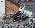 Capi_Dubne_20260713_115003.jpg