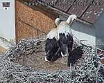 Capi_Dubne_20260713_115503.jpg