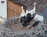 Capi_Dubne_20260713_120003.jpg