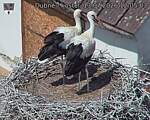 Capi_Dubne_20260713_120503.jpg