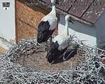 Capi_Dubne_20260713_121503.jpg