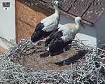 Capi_Dubne_20260713_123004.jpg