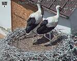 Capi_Dubne_20260713_125004.jpg