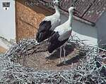 Capi_Dubne_20260713_125502.jpg