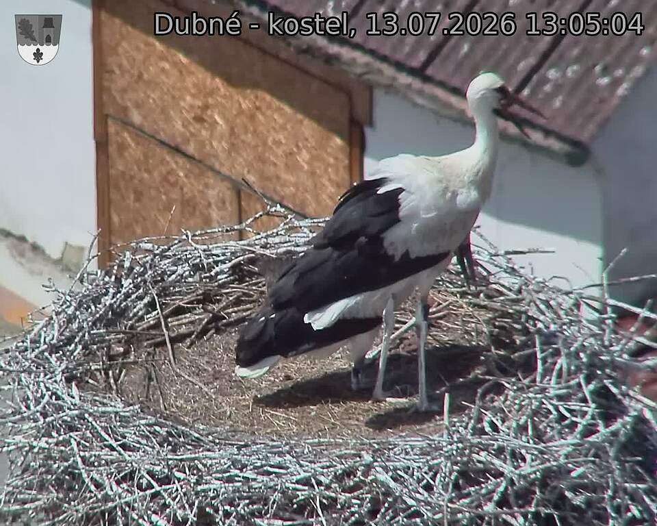 Capi_Dubne_20260713_130504.jpg (1350&nbsp;x&nbsp;1080)