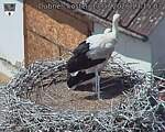 Capi_Dubne_20260713_131503.jpg