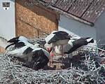 Capi_Dubne_20260713_132004.jpg
