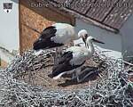 Capi_Dubne_20260713_133003.jpg