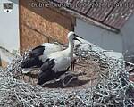 Capi_Dubne_20260713_134003.jpg