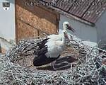 Capi_Dubne_20260713_134503.jpg