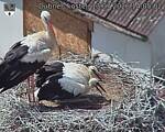 Capi_Dubne_20260713_140502.jpg