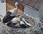 Capi_Dubne_20260713_141004.jpg