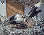 Capi_Dubne_20260713_141503.jpg