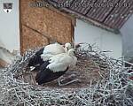 Capi_Dubne_20260713_142003.jpg