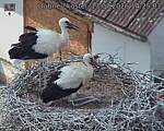 Capi_Dubne_20260713_142503.jpg