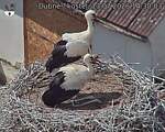 Capi_Dubne_20260713_143003.jpg