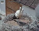 Capi_Dubne_20260714_152003.jpg