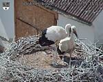 Capi_Dubne_20260714_153503.jpg