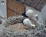 Capi_Dubne_20260714_154003.jpg