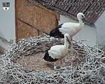 Capi_Dubne_20260714_155003.jpg