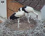 Capi_Dubne_20260714_162503.jpg