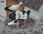 Capi_Dubne_20260714_163503.jpg