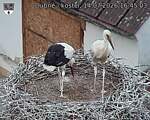 Capi_Dubne_20260714_164503.jpg