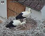 Capi_Dubne_20260714_165003.jpg
