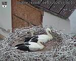 Capi_Dubne_20260714_170003.jpg