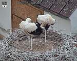 Capi_Dubne_20260714_174003.jpg